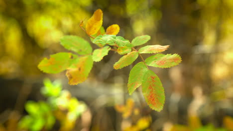 pequeñas hojas de otoño de la planta en el bosque