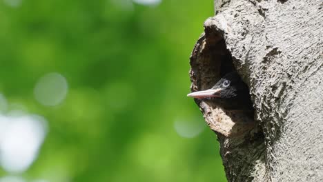 head of a young woodpecker peeking out of the tree hole on a sunny day