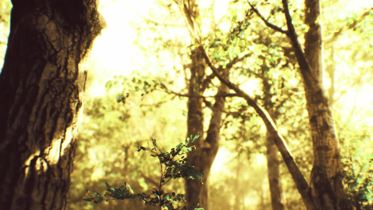 Sunlight filters through lush trees in a vibrant forest during golden hour