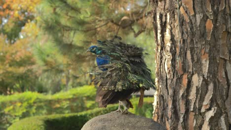 Pavo-Real-Limpiando-Sus-Plumas-Mientras-Se-Sienta-En-Una-Roca-En-Un-Hermoso-Jardín-Japonés-Durante-Un-Día-Soleado