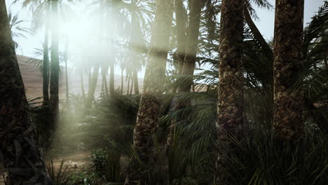 sandy dunes and palm trees in desert Sahara