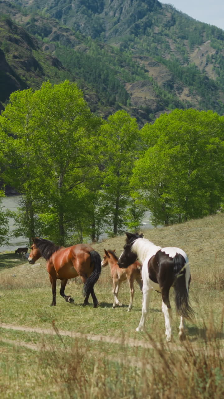 Purebred horses walk to river running at sloppy mountain foot slow motion. Livestock grazes on pasture on summer day. Environment and nature