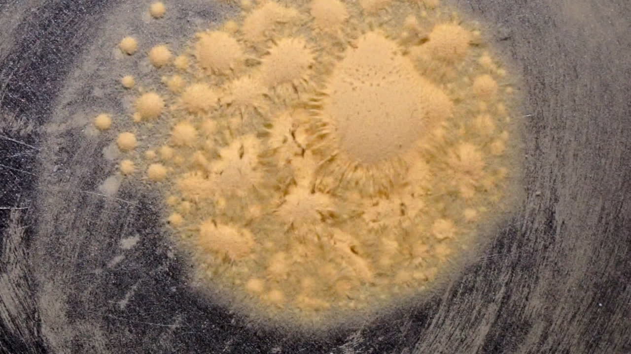 lycopodium 포자의 세포와 같은 소구는 빠르게 형태를 바꿉니다.