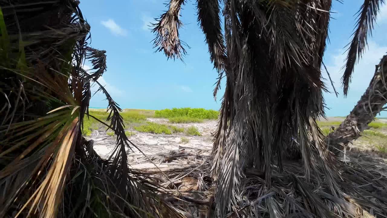 Palm tree with green leaves and growing dates on them