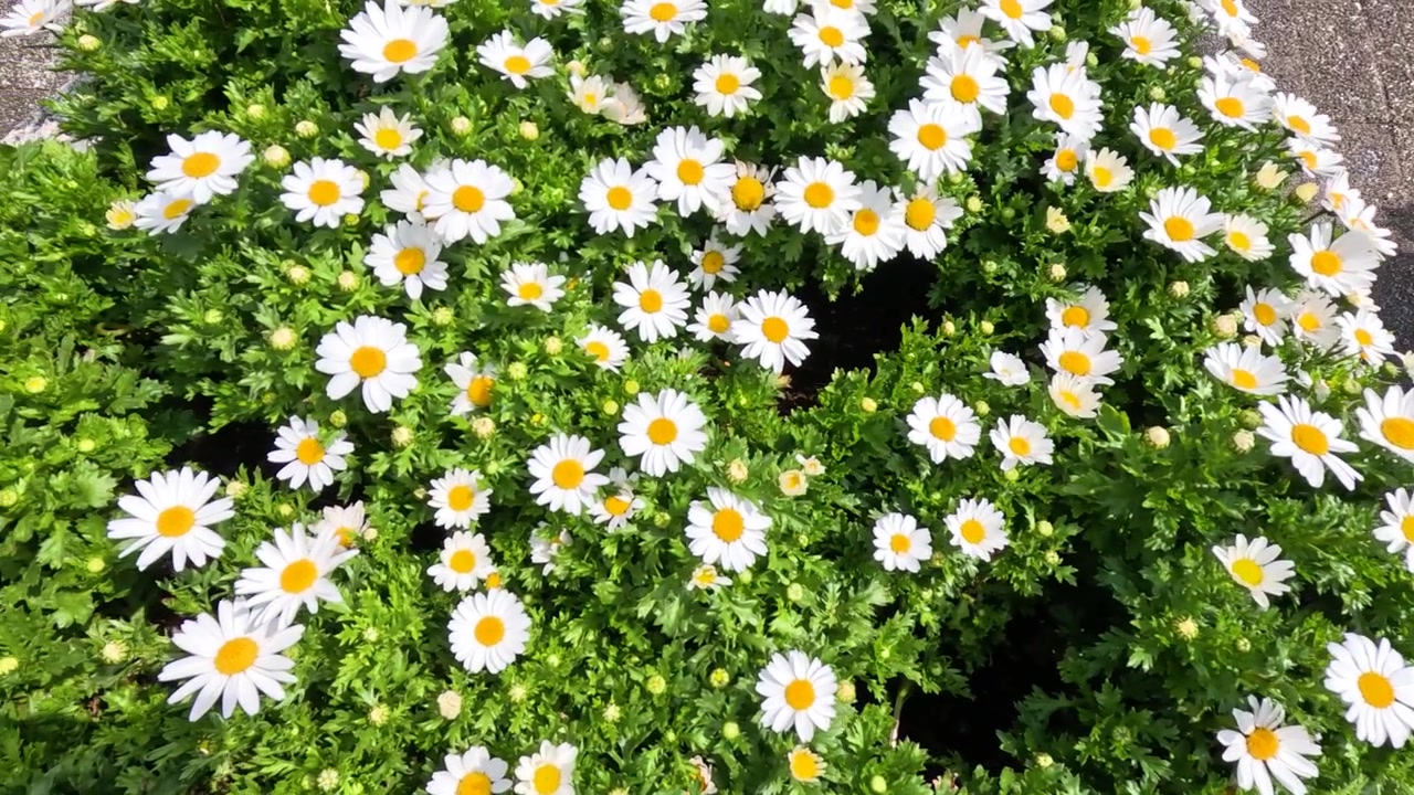 庭に咲き誇る白いデイジーの花のクローズアップ