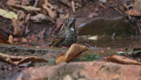 Im-Wasser-Umherschauend-Gesehen,-Weißkehl-Steindrossel-Monticola-Gularis,-Thailand