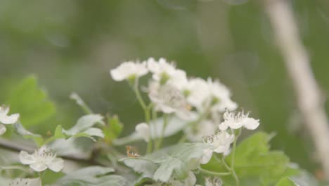 Verschwommene-Aufnahme-Von-Weißen-Blumen.