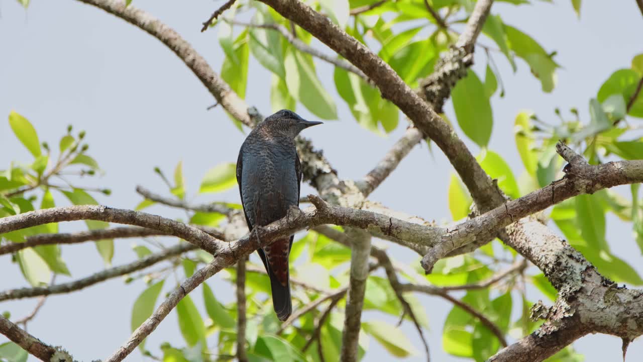 mirando hacia el lado izquierdo del marco mientras el macho azul de la roca monticola solitarius está siendo soplado suavemente en su percha