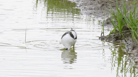 avocet wading seabird feeding on the marshlands of the lincolnshire coast marshlands, uk