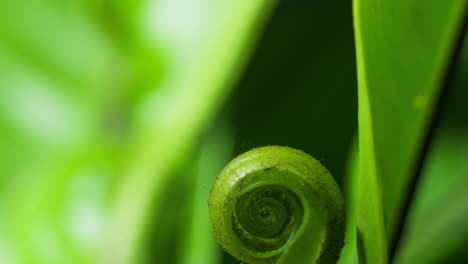 Birds-nest-fern-opening,-static-view