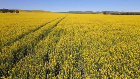 drone flying low over endless vibrant yellow canola field, fast motion