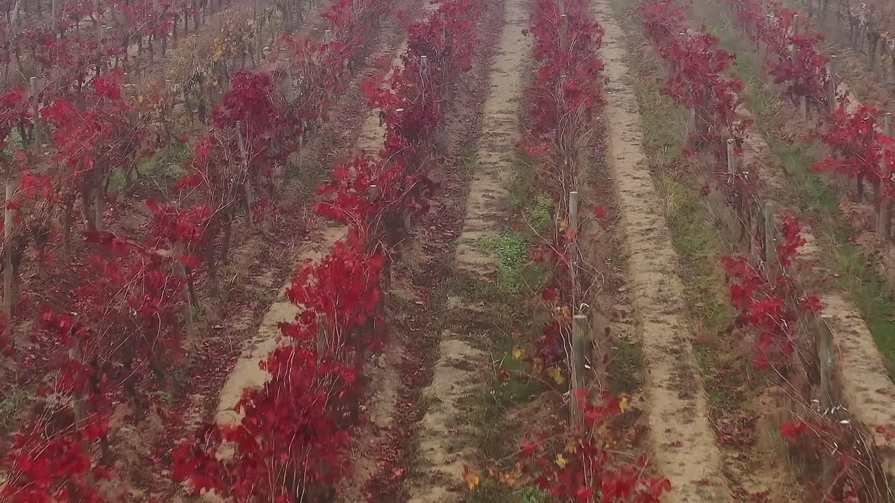 Vigneto in Cile con foglie rosse durante la stagione della vendemmia autunnale