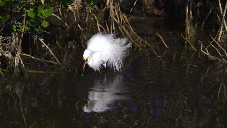 Snowy-Egret-in-breeding-plumage-hunting-for-fish,-in-mangrove-wetland-Florida