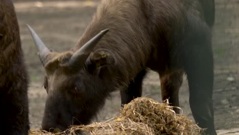 Young-domestic-Gnu-aka-wildebeest-eating-hay-on-a-farm-in-Africa