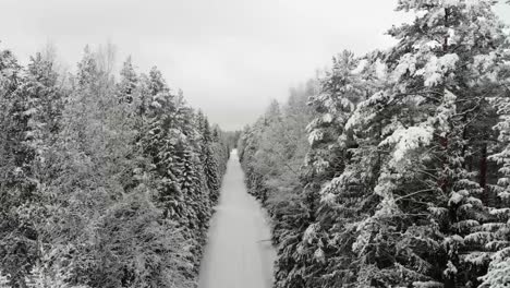 christmas tree in snow_ snow_tree_winter_coldwinter_beautifulwinter_droneshots