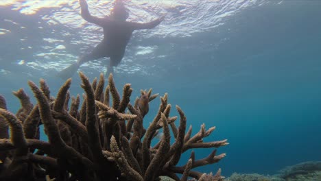 una toma submarina captura a un buzo nadando por encima de un vibrante arrecife de coral, con un pez saltando entre los corales en primer plano
