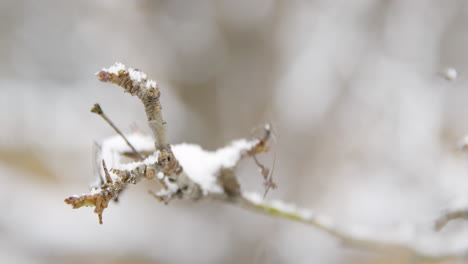 Rama-De-árbol-En-La-Nieve---Cámara-Lenta