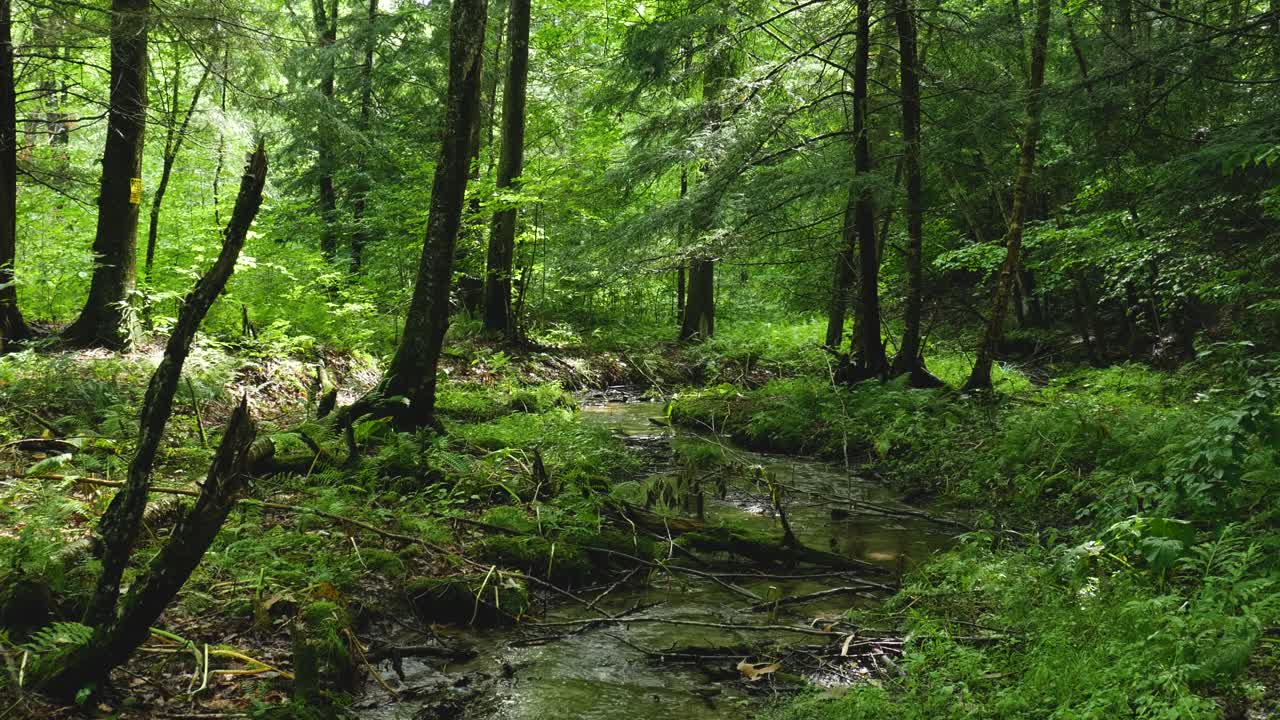 Ruscello naturale serpeggiante nel bosco
