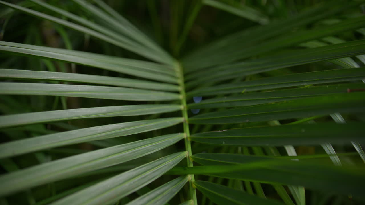 Stunning aerial and ground footage of Cabarete and Punta Cana beaches in the Dominican Republic. Turquoise waters, swaying palms, and white sand capture the essence of a Caribbean tropical paradise.