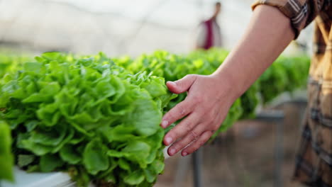 hydroponic lettuce harvest