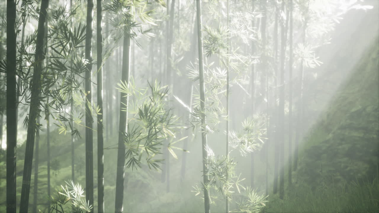 el bosque de bambú brumoso