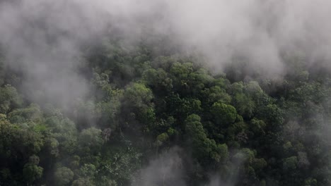 aerial view of trees under the clouds in the ecuadorian amazon