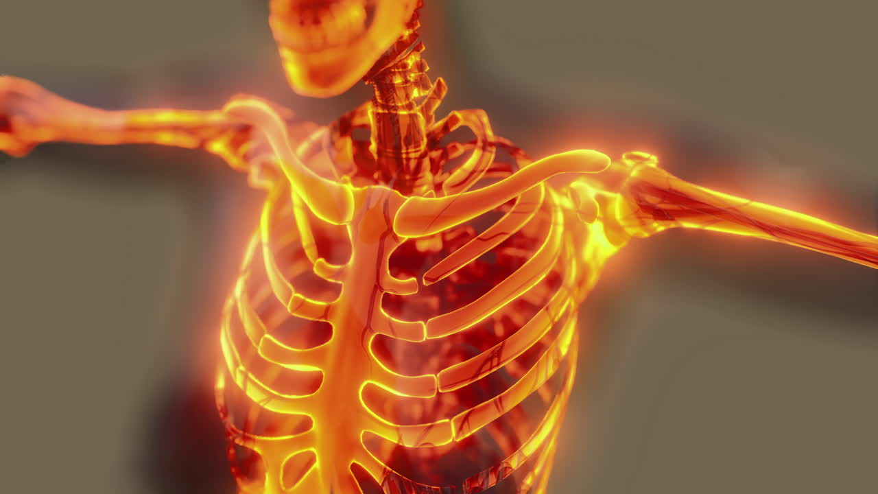 Detailed representation of human skeleton anatomy showcasing chest structure