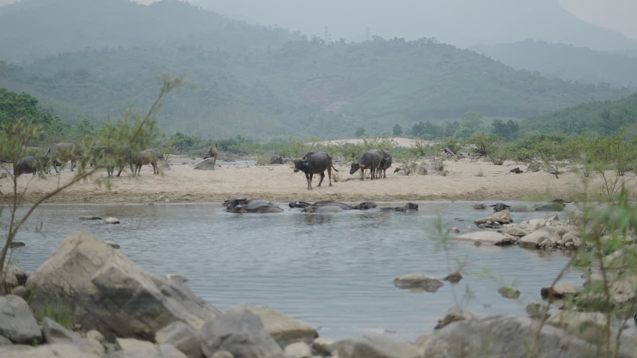 Water Buffaloes Bathing in River