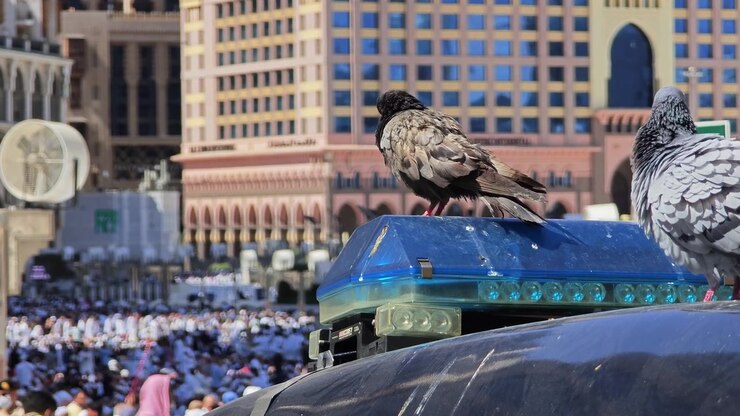 Piccioni appollaiati su un veicolo della polizia alla Mecca
