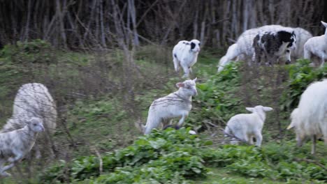 Toma-En-Cámara-Lenta-De-Un-Juguetón-Y-Enérgico-Rebaño-De-Corderos-Jóvenes-Saltando-Y-Corriendo-Unos-Tras-Otros-Afuera-En-Cerdeña,-Italia