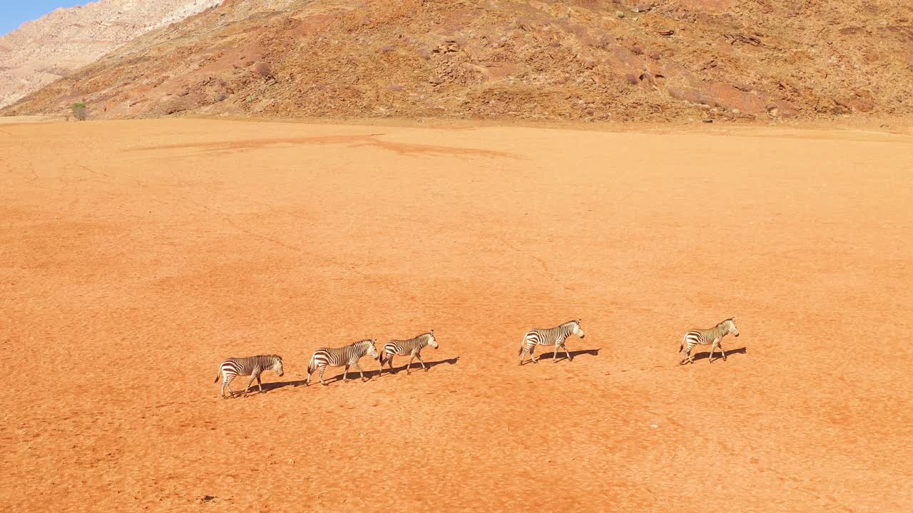 excelente antena de vida silvestre de cebras caminando en el desierto de namib de áfrica namibia