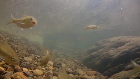 El-Parque-Nacional-Kaeng-Krachan-Es-El-Hogar-De-Muchos-Animales-Salvajes-Fantásticos-Y-Los-Arroyos-Son-Una-Fuente-De-Vida-De-Agua-Dulce-Para-Que-Los-Animales-Beban-Y-Los-Peces-Naden.