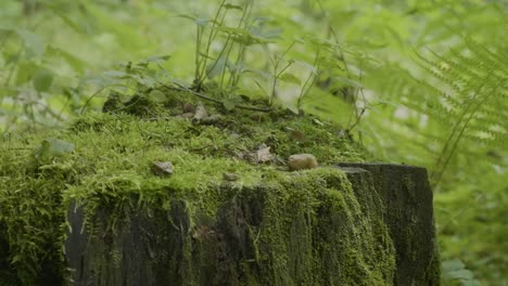 moss covered tree stump in forest