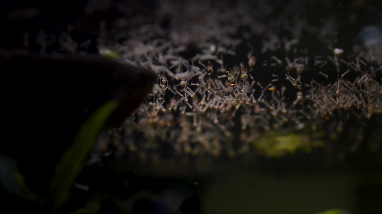 Mosquito larvae on the water surface