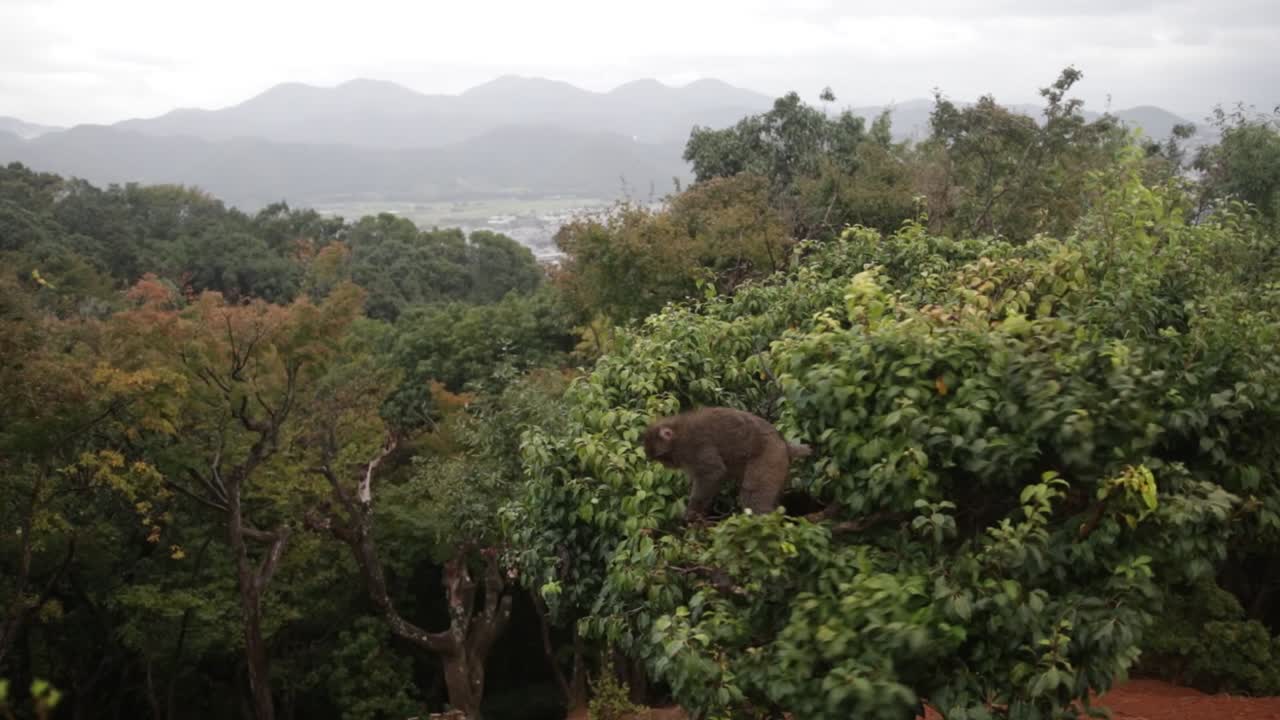 Japanese monkey on the top of the tree, shaking the tree