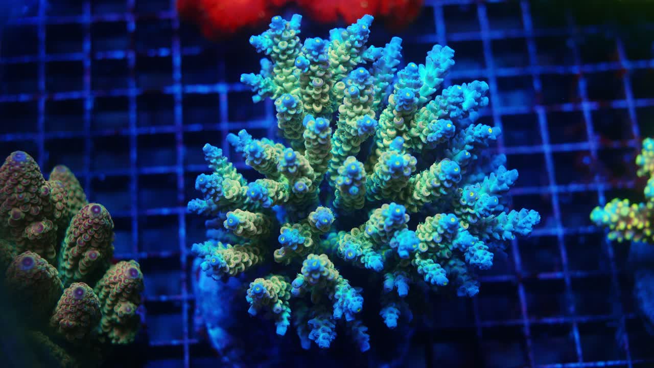 Close-up of Acropora tenuis coral under actinic lighting, showing green-yellow base with blue tips on branches in reef aquarium