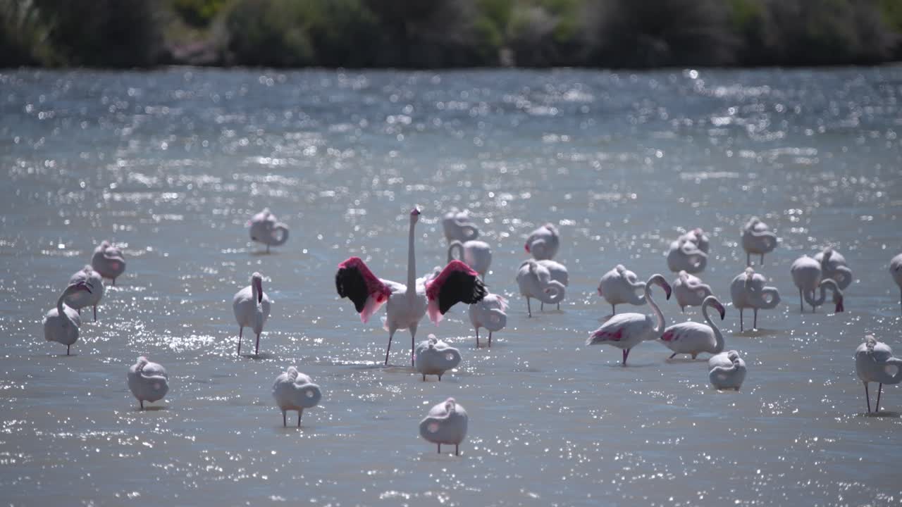 el gran flamenco extendiendo sus alas entre el rebaño vadeando en el lago reluciente