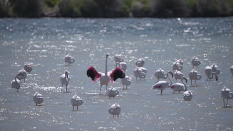 Greater-Flamingo-spreading-wings-among-flock-wading-in-shimmering-lake