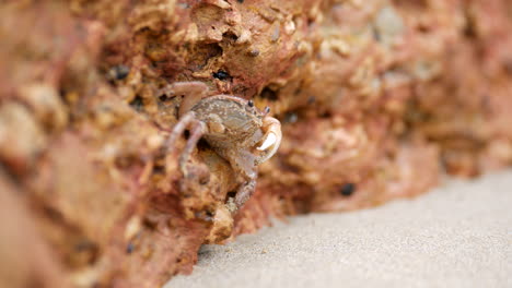 Kleine-Krabbe-Versteckt-Sich-In-Den-Felsen-Eines-Australischen-Strandes