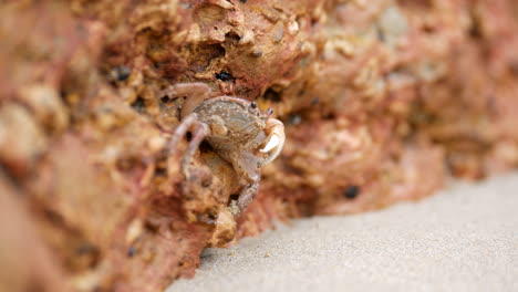 small crab hiding in the rocks of an australian beach