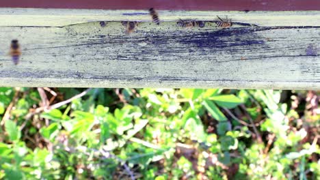 Bienen-Fliegen-In-Zeitlupe-Aus-Dem-Bienenstock-Ein-Und-Aus