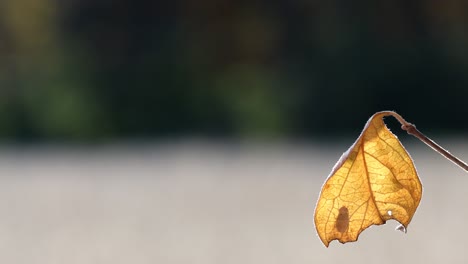 Looping---Einzelnes-Gelbes-Blatt-An-Einem-Stiel-Mit-Einer-Schwarzen-Fliege-Auf-Der-Anderen-Seite-Des-Blattes,-Das-Als-Silhouette-Zu-Sehen-Ist,-Blatt-Bewegt-Sich-Sanft-In-Der-Herbstbrise