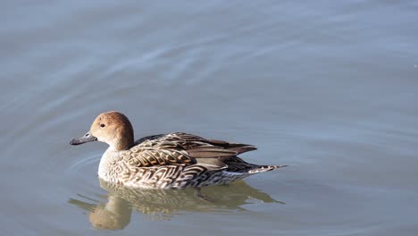 a single duck swims peacefully on a calm lake.