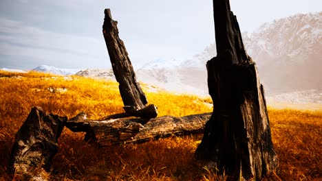 burnt tree logs after forest fire