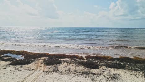 sargassum seaweeds in the xpu ha beach in riviera maya, mexico. - aerial shot