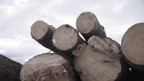 stacked logs