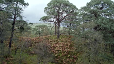scots pine forest drone footage