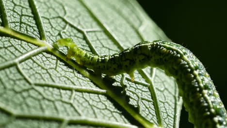 close-up of a green caterpillar on a leaf