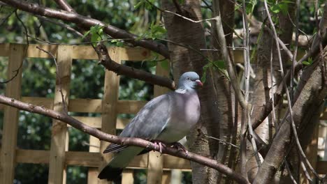 Wood-Pigeon,-Columba-palumbus,-perched-in-fruit-tree-in-dappled-sunlight