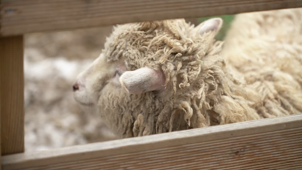 A close-up shot of a cute fluffy sheep with woolly fleece looking curiously through a wooden fence at a farm